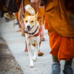 alaka the desi dog in usa