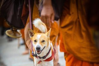 alaka the desi dog in usa